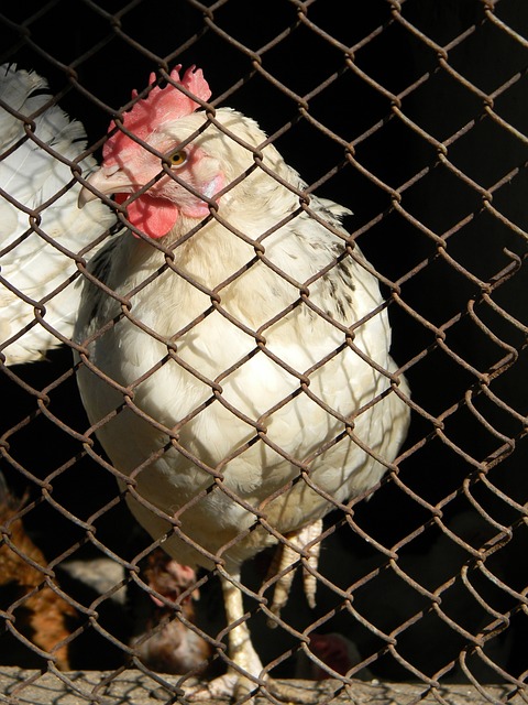 旭并肩作战 旭并肩作战